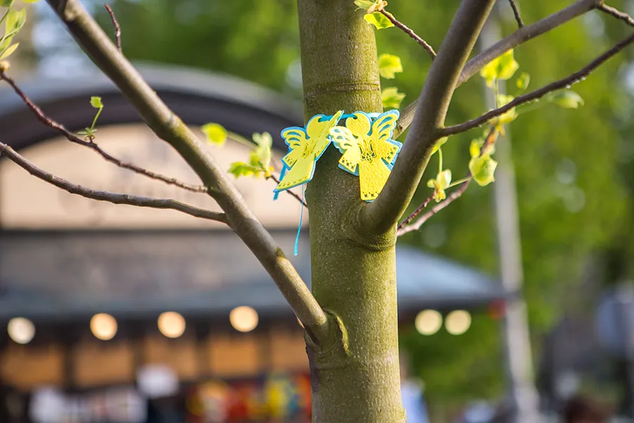 Тюльпанове дерево Liriodendron