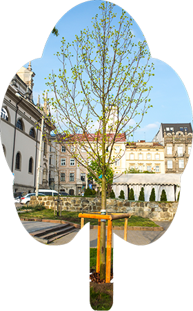 Дерево родини Даців та Кривуляк